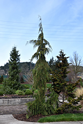 Weeping Nootka Cypress (Chamaecyparis nootkatensis 'Pendula') at Valley View Farms
