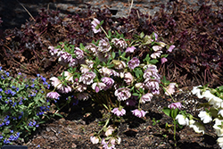 Peppermint Ice Hellebore (Helleborus 'Peppermint Ice') at Valley View Farms