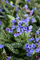 Trevi Fountain Lungwort (Pulmonaria 'Trevi Fountain') at Valley View Farms