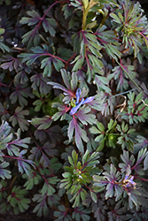 Purple Leaf Corydalis (Corydalis flexuosa 'Purple Leaf') at Valley View Farms