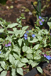 Moonshine Lungwort (Pulmonaria 'Moonshine') at Valley View Farms