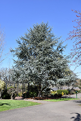 Blue Atlas Cedar (Cedrus atlantica 'Glauca') at Valley View Farms