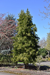 Japanese Umbrella Pine (Sciadopitys verticillata) at Valley View Farms