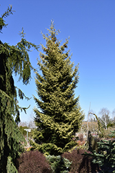 Skylands Golden Spruce (Picea orientalis 'Skylands') at Valley View Farms