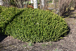 Winter Gem Boxwood (Buxus microphylla 'Winter Gem') at Valley View Farms