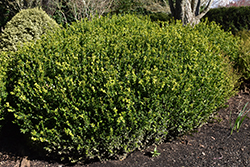 Green Beauty Boxwood (Buxus 'Green Beauty') at Valley View Farms