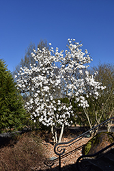 Royal Star Magnolia (Magnolia stellata 'Royal Star') at Valley View Farms