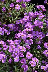 Axcent Antique Rose Rock Cress (Aubrieta 'Axcent Antique Rose') at Valley View Farms