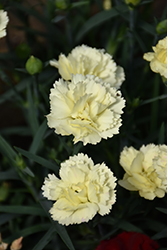 Odessa Yellow Bling Bling Carnation (Dianthus caryophyllus 'Odessa Yellow Bling Bling') at Valley View Farms