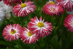 Habanera White with Red Tips English Daisy (Bellis perennis 'Habanera White with Red Tips') at Valley View Farms
