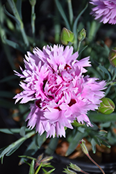 Early Bird Fizzy Pinks (Dianthus 'Wp08 Ver03') at Valley View Farms