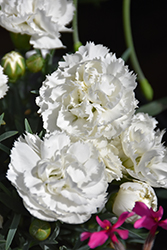 Early Bird Frosty Pinks (Dianthus 'Wp10 Ven06') at Valley View Farms