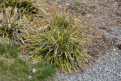 EverColor Everlime Japanese Sedge (Carex oshimensis 'Everlime') at Valley View Farms