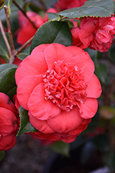 April Tryst Camellia (Camellia japonica 'April Tryst') at Valley View Farms