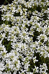 Snow Cone Candytuft (Iberis sempervirens 'Snow Cone') at Valley View Farms