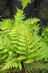 Korean Rock Fern (Polystichum tsus-simense) at Valley View Farms