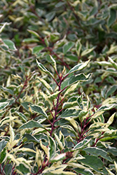 Variegated Portuguese Laurel (Prunus lusitanica 'Variegata') at Valley View Farms