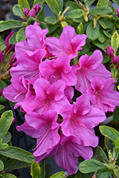 Bloom-A-Thon Lavender Azalea (Rhododendron 'RLH1-4P19') at Valley View Farms