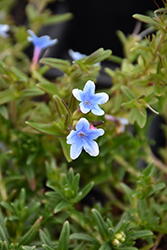 Heavenly Blue Lithodora (Lithodora diffusa 'Heavenly Blue') at Valley View Farms