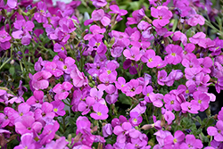 Axcent Lilac Rock Cress (Aubrieta 'Axcent Lilac') at Valley View Farms