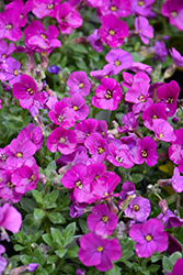 Axcent Dark Red Rock Cress (Aubrieta 'Axcent Dark Red') at Valley View Farms