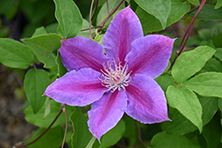Dr. Ruppel Clematis (Clematis 'Dr. Ruppel') at Valley View Farms