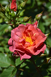 Cinco de Mayo Rose (Rosa 'Cinco de Mayo') at Valley View Farms