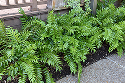 Japanese Holly Fern (Cyrtomium falcatum) at Valley View Farms
