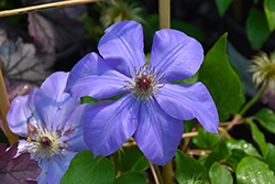Ramona Clematis (Clematis 'Ramona') at Valley View Farms