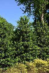 Liberty Holly (Ilex 'Conty') at Valley View Farms