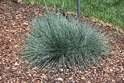 Cool As Ice Blue Fescue (Festuca glauca 'Cool As Ice') at Valley View Farms
