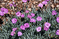 Mountain Frost Silver Strike Pinks (Dianthus 'KonD1039K1') at Valley View Farms