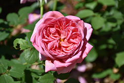 Boscobel Rose (Rosa 'Boscobel') at Valley View Farms