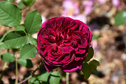 Munstead Rose (Rosa 'Ausbernard') at Valley View Farms