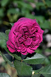 Celestial Night Rose (Rosa 'WEKebtigrad') at Valley View Farms