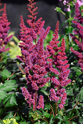 Visions in Red Chinese Astilbe (Astilbe chinensis 'Visions in Red') at Valley View Farms