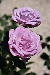 Blue Girl Rose (Rosa 'Blue Girl') at Valley View Farms