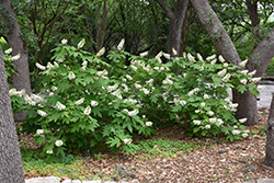 Oakleaf Hydrangea (Hydrangea quercifolia) at Valley View Farms