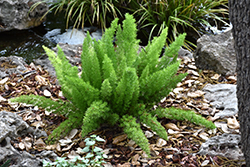 Myers Foxtail Fern (Asparagus densiflorus 'Myers') at Valley View Farms