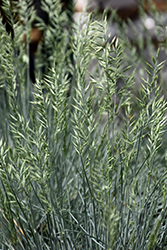 Cool As Ice Blue Fescue (Festuca glauca 'Cool As Ice') at Valley View Farms