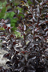 Ebony Flame Crapemyrtle (Lagerstroemia 'Ebony Flame') at Valley View Farms