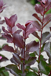 Rhapsody In Pink Crapemyrtle (Lagerstroemia indica 'Whit VIII') at Valley View Farms