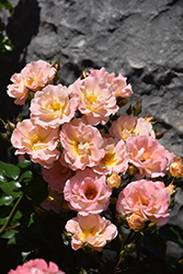 Peach Drift Rose (Rosa 'Meiggili') at Valley View Farms