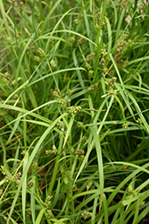 Creek Sedge (Carex amphibola) at Valley View Farms