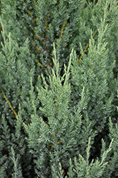 Blue Point Juniper (Juniperus chinensis 'Blue Point') at Valley View Farms