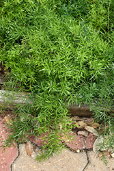 Sprengeri Asparagus Fern (Asparagus densiflorus 'Sprengeri') at Valley View Farms