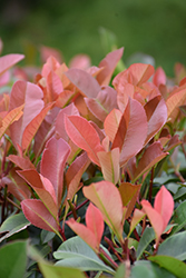 Red Tip Photinia (Photinia x fraseri 'Red Tip') at Valley View Farms