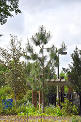 Longleaf Pine (Pinus palustris) at Valley View Farms