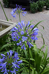 Storm Cloud Agapanthus (Agapanthus 'Storm Cloud') at Valley View Farms