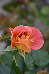 Rosie The Riveter Rose (Rosa 'WEKzazou') at Valley View Farms